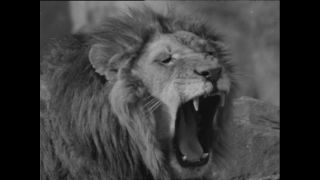 Link zum Video | Paul Lieberenz