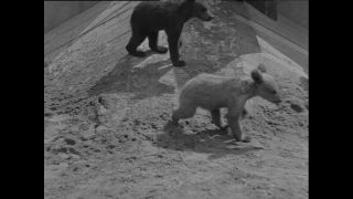 Link to Video | Paul Karl Lieberenz