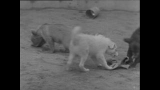 Link to Video | Paul Karl Lieberenz