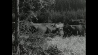 Link to Video | Paul Karl Lieberenz