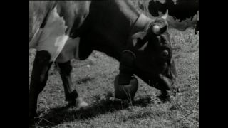 Link to Video | Paul Karl Lieberenz