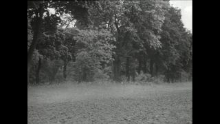Link to Video | horse stud farm, Paul Karl Lieberenz, horse breeding, Equidae, Germany, 1950s, Bad Homburg vor der Höhe, Erlenhof Stud Farm