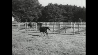 Link to Video | horse stud farm, Paul Karl Lieberenz, horse breeding, Equidae, Germany, 1950s, Bad Homburg vor der Höhe, Erlenhof Stud Farm