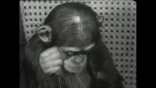 Link to Video | Paul Karl Lieberenz