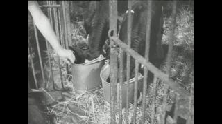 Link to Video | Paul Karl Lieberenz