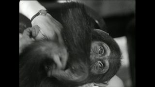 Link to Video | Paul Karl Lieberenz