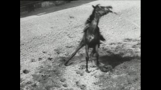 Link to Video | horse stud farm, Paul Karl Lieberenz, horse breeding, Equidae, Germany, 1950s, Bad Homburg vor der Höhe, Erlenhof Stud Farm