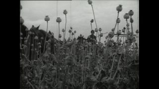 Link to Video | Paul Karl Lieberenz