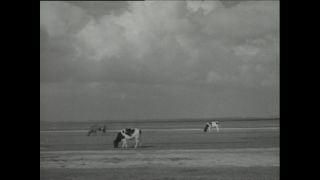 Link to Video | Paul Karl Lieberenz