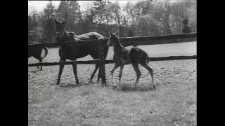 Link to Video | horse stud farm, Paul Karl Lieberenz, horse breeding, Equidae, Germany, 1950s, Bad Homburg vor der Höhe, Erlenhof Stud Farm