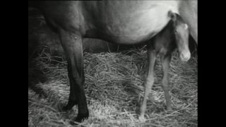 Link to Video | horse stud farm, Paul Karl Lieberenz, horse breeding, Equidae, Germany, 1950s, Bad Homburg vor der Höhe, Erlenhof Stud Farm