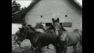 Link to Video | horse stud farm, Paul Karl Lieberenz, horse breeding, Equidae, Germany, 1950s, Bad Homburg vor der Höhe, Erlenhof Stud Farm