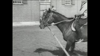 Link to Video | horse stud farm, Paul Karl Lieberenz, horse breeding, Equidae, Germany, 1950s, Bad Homburg vor der Höhe, Erlenhof Stud Farm