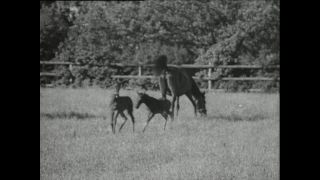 Link to Video | horse stud farm, Paul Karl Lieberenz, horse breeding, Equidae, Germany, 1950s, Bad Homburg vor der Höhe, Erlenhof Stud Farm