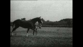 Link to Video | horse stud farm, Paul Karl Lieberenz, horse breeding, Equidae, Germany, 1950s, Bad Homburg vor der Höhe, Erlenhof Stud Farm