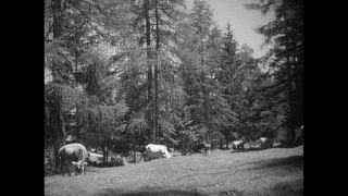 Link to Video | Paul Karl Lieberenz