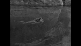 Link to Video | Paul Karl Lieberenz