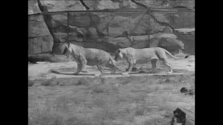 Link to Video | Paul Karl Lieberenz