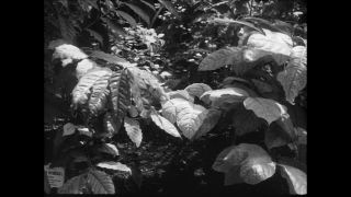 Link to Video | Paul Karl Lieberenz