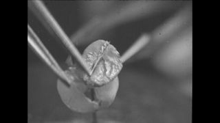 Link to Video | Paul Karl Lieberenz