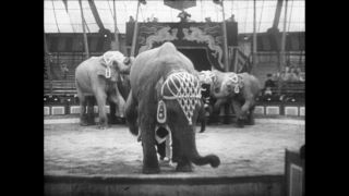 Link to Video | Paul Karl Lieberenz, Sarrasani