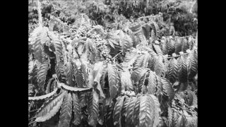 Link to Video | Paul Karl Lieberenz