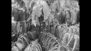 Link to Video | Paul Karl Lieberenz