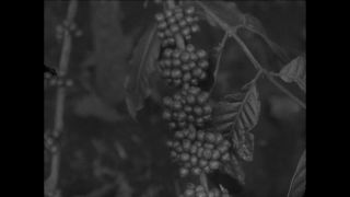 Link to Video | Paul Karl Lieberenz