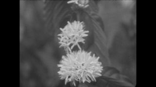 Link to Video | Paul Karl Lieberenz