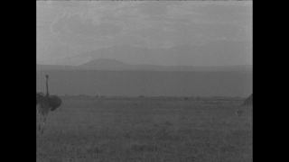 Link to Video | Paul Karl Lieberenz