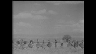 Link zum Video | Paul Lieberenz