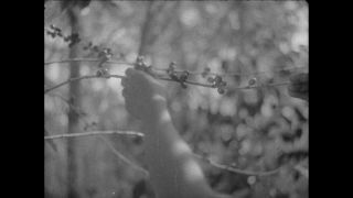 Link to Video | Paul Karl Lieberenz