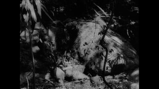 Link to Video | Paul Karl Lieberenz