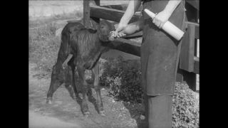 Link to Video | Paul Karl Lieberenz