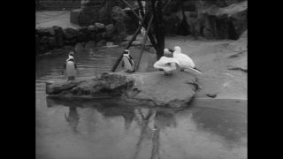 Link to Video | Paul Karl Lieberenz