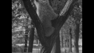 Link to Video | Paul Karl Lieberenz