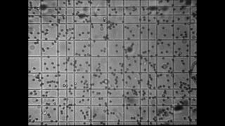 Link to Video | Paul Karl Lieberenz