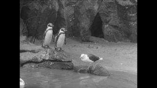 Link to Video | Paul Karl Lieberenz