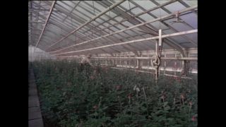 Link to Video | Paul Karl Lieberenz