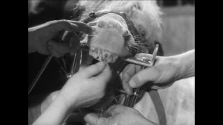 Link to Video | Paul Karl Lieberenz