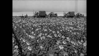 Link to Video | Paul Karl Lieberenz