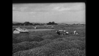 Link to Video | Paul Karl Lieberenz