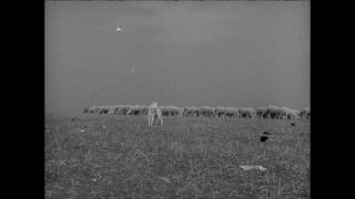 Link to Video | Paul Karl Lieberenz