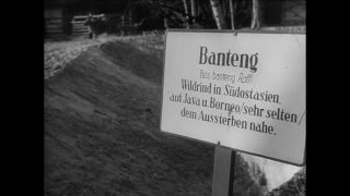 Link to Video | Paul Karl Lieberenz