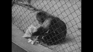 Link to Video | Paul Karl Lieberenz