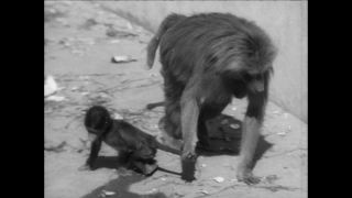 Link to Video | Paul Karl Lieberenz
