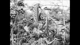 Link to Video | Paul Karl Lieberenz