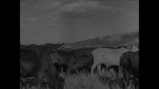 Link to Video | Paul Karl Lieberenz