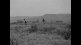 Link to Video | Paul Karl Lieberenz