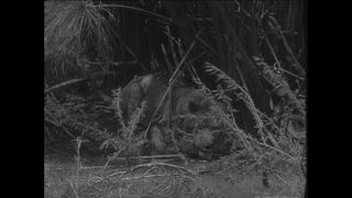 Link to Video | Paul Karl Lieberenz